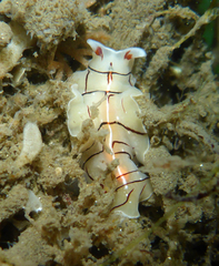 Eurylepta californica