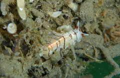 Eurylepta californica