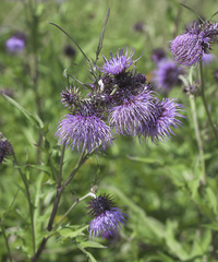 Cirsium yatsu-alpicola