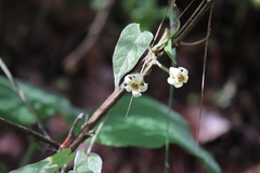 Gonolobus albiflorus