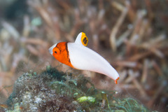 Cetoscarus ocellatus