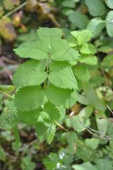 Sanguisorba stipulata