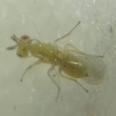 Cirrospilus