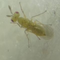 Cirrospilus