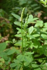 Sanguisorba stipulata