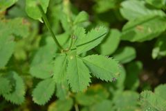 Sanguisorba stipulata