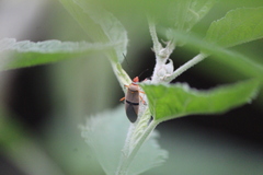 Dysdercus bimaculatus