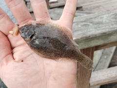 Citharichthys stigmaeus