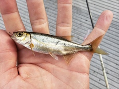 Richardsonius balteatus