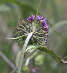 Cirsium yatsu-alpicola
