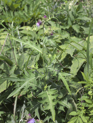 Cirsium yatsu-alpicola