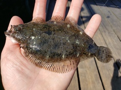 Citharichthys stigmaeus