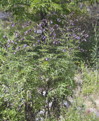 Cirsium yatsu-alpicola