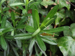 Iberis