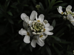 Iberis