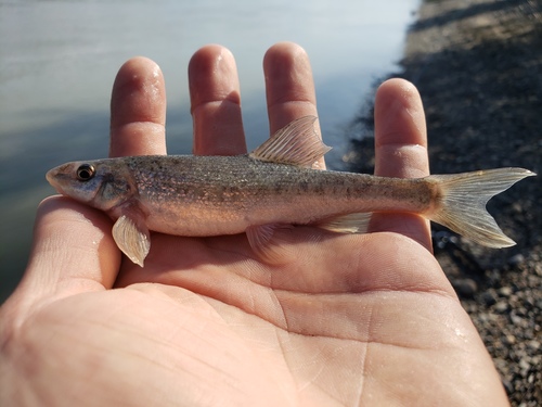 Leopard dace (Rhinichthys falcatus) — Cyprinidae — 3