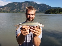 Mylocheilus caurinus