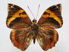 Opsiphanes cassina chiriquensis