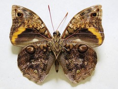 Opsiphanes cassina chiriquensis