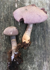 Cortinarius deceptivus