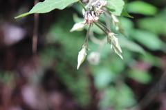 Gonolobus albiflorus