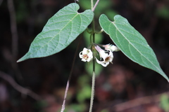 Gonolobus albiflorus