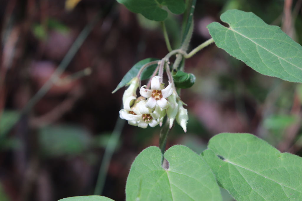 Gonolobus albiflorus