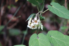 Gonolobus albiflorus