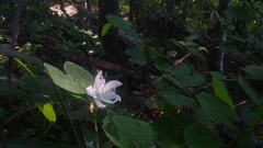Bauhinia acuminata