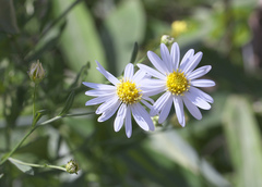 Aster pinnatifidus