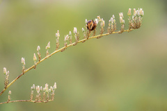 Hesperaloe nocturna