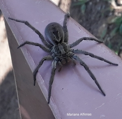 Lycosa erythrognatha