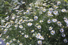 Aster pinnatifidus