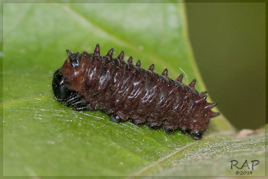 Battus polystictus