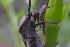 Piezogaster indecorus