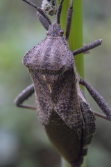 Piezogaster indecorus