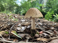Amanita