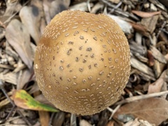 Amanita