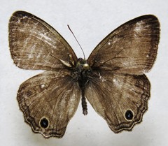 Cissia themis
