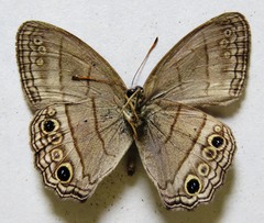 Cissia themis