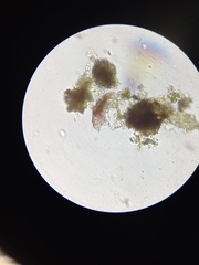Echiniscidae