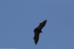 Pteropus giganteus
