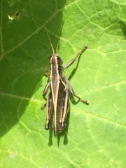 Phaulacridium marginale