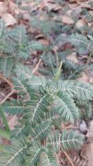Tribulus terrestris