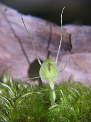 Corybas walliae