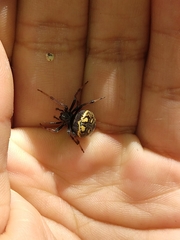 Araneus granadensis