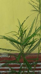 Parkinsonia aculeata