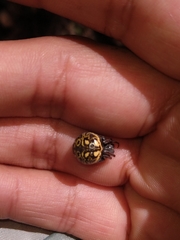Araneus granadensis