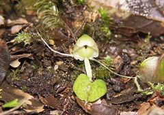 Corybas walliae