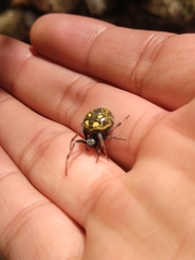 Araneus granadensis
